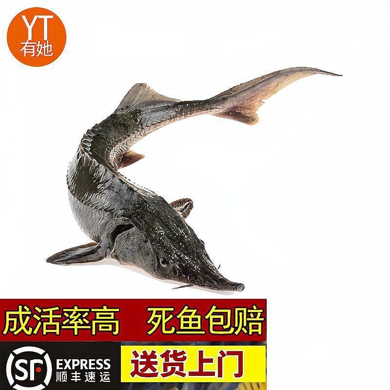虎紋鴨嘴鯊魚