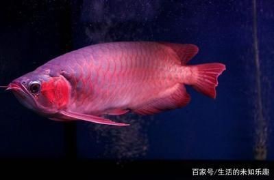 阿拉善左旗巴彥浩特鎮錦羅閣水族館