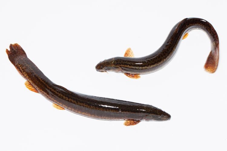能提供更多龍鰍魚圖片嗎？