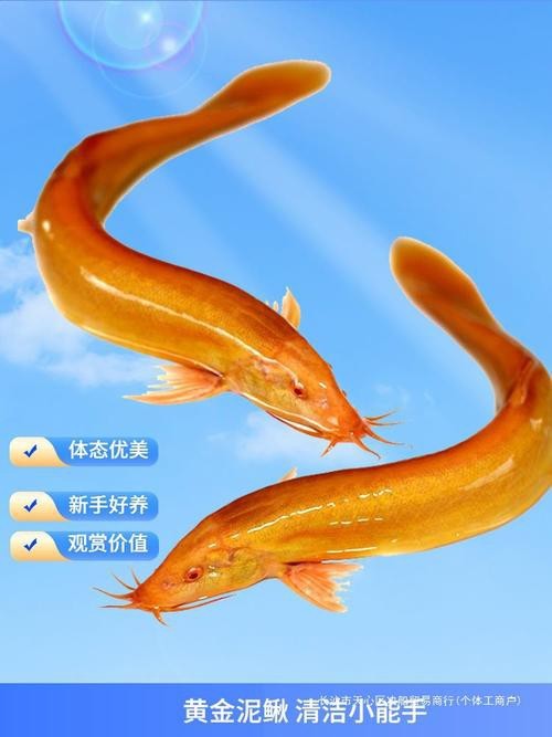 能提供更多龍鰍魚圖片嗎？