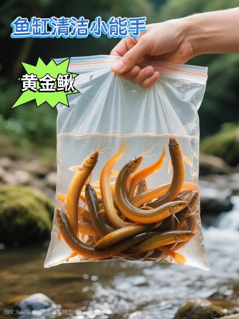 能提供更多龍鰍魚圖片嗎？