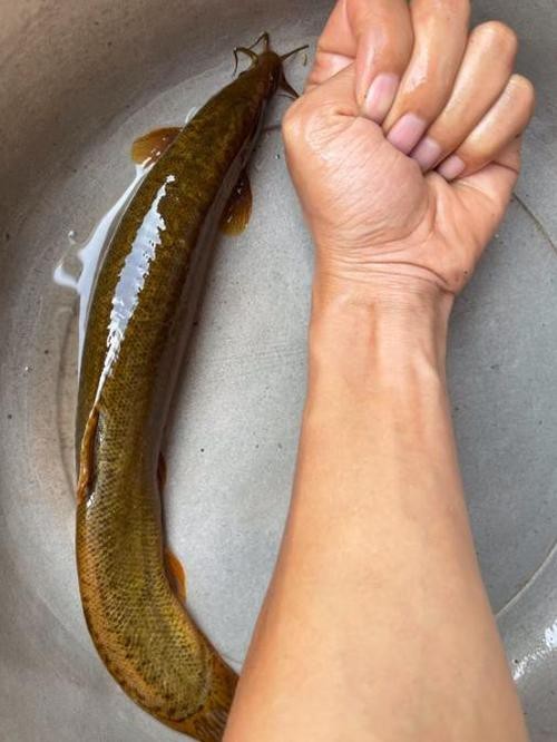能提供更多龍鰍魚圖片嗎？