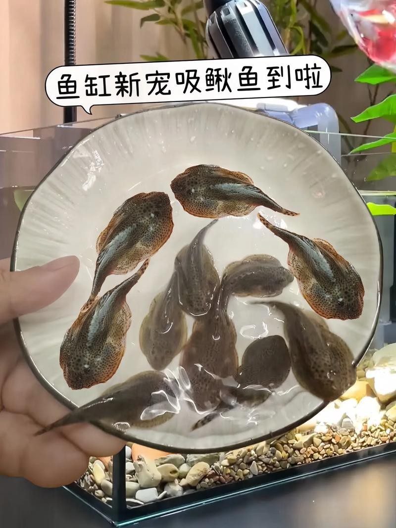 能提供更多龍鰍魚圖片嗎？