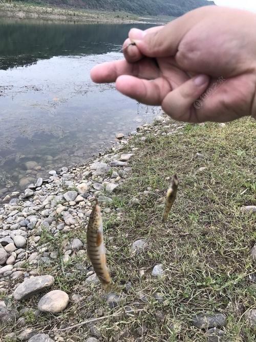 能提供更多龍鰍魚圖片嗎？