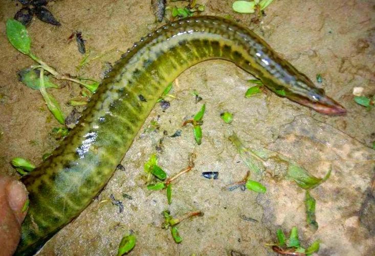 能提供更多龍鰍魚圖片嗎？