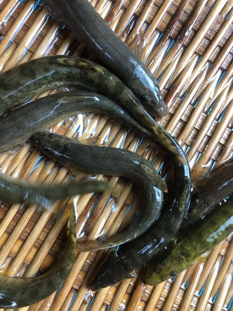 能提供更多龍鰍魚圖片嗎？