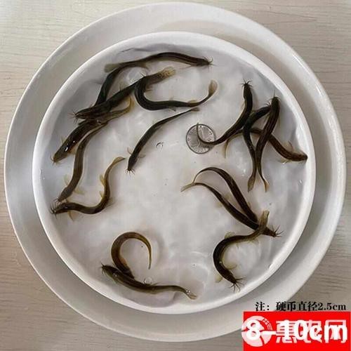 能提供更多龍鰍魚圖片嗎？