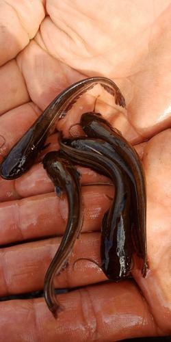 能提供更多龍鰍魚圖片嗎？