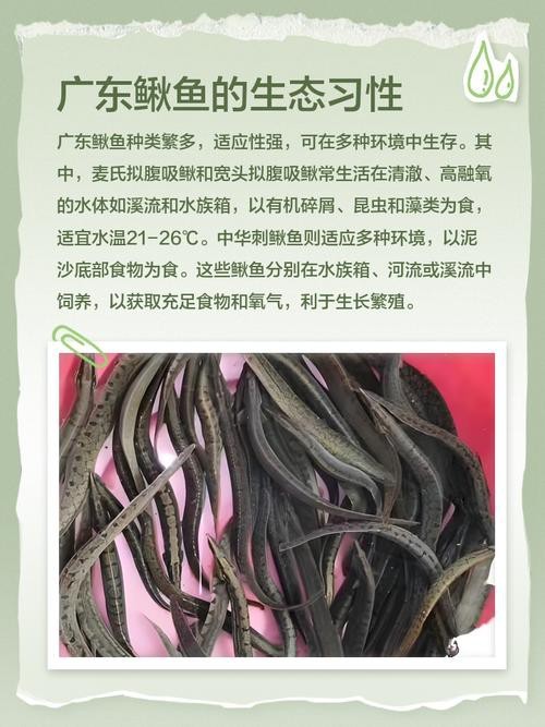 能提供更多龍鰍魚圖片嗎？