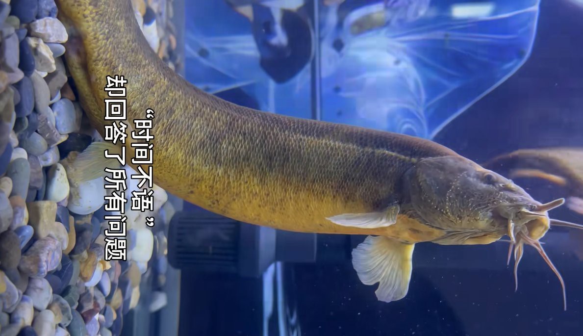 能提供更多龍鰍魚圖片嗎？