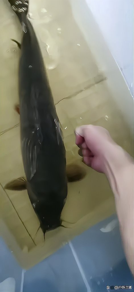 能提供更多龍鰍魚圖片嗎？