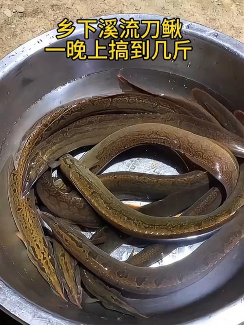 能提供更多龍鰍魚圖片嗎？