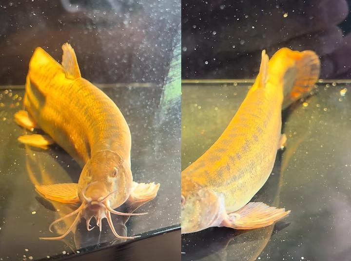 能提供更多龍鰍魚圖片嗎？