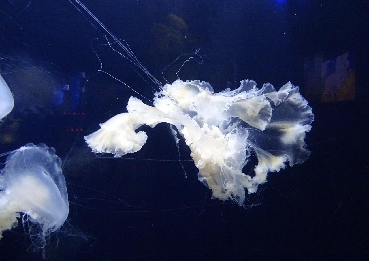 貴德縣睿美水族館（貴德縣睿美水族館電話）