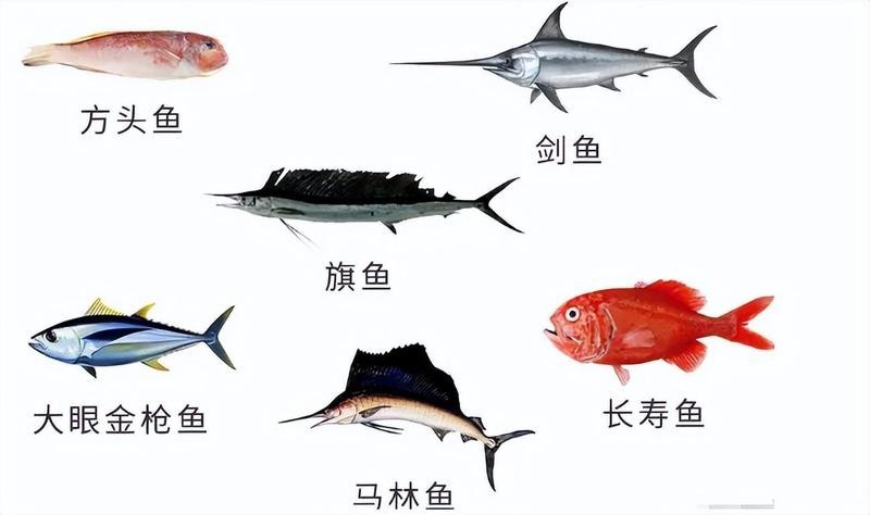 飛風魚為何盡量少吃