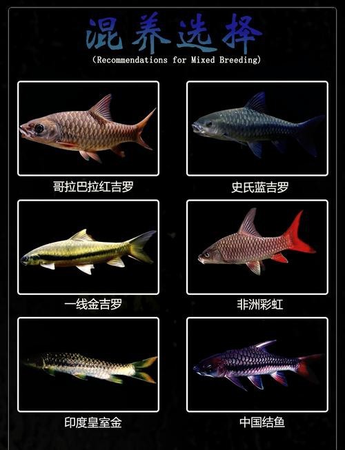 吉羅缸和龍魚的區別圖片