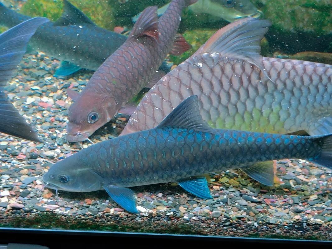 吉羅缸和龍魚的區別圖片