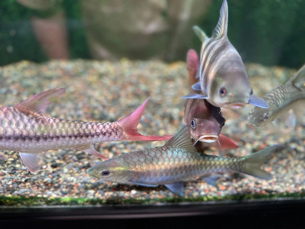 吉羅缸和龍魚的區別圖片