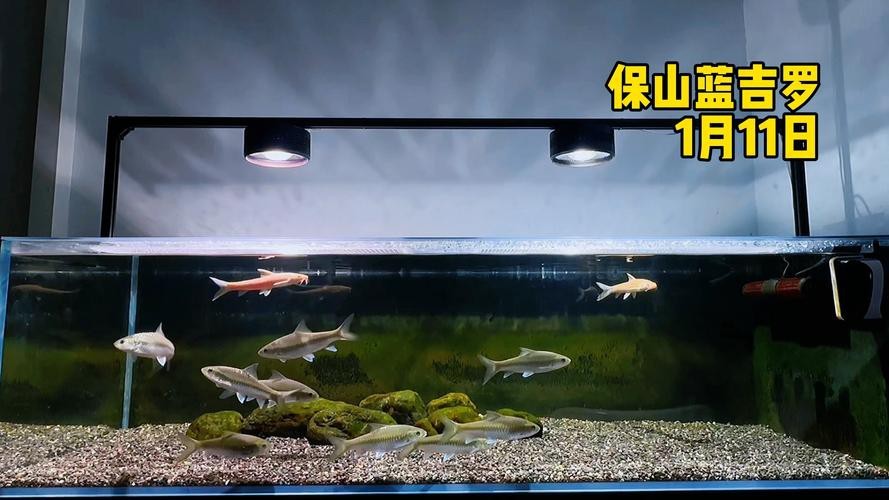 吉羅缸和龍魚的區別圖片