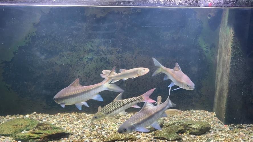 吉羅缸和龍魚的區別圖片