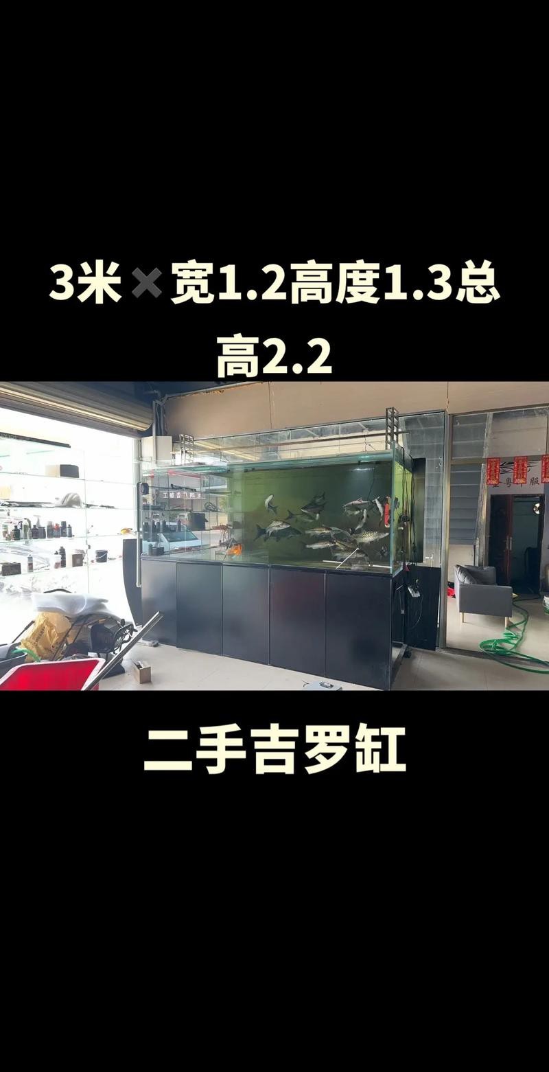 吉羅缸和龍魚的區別圖片