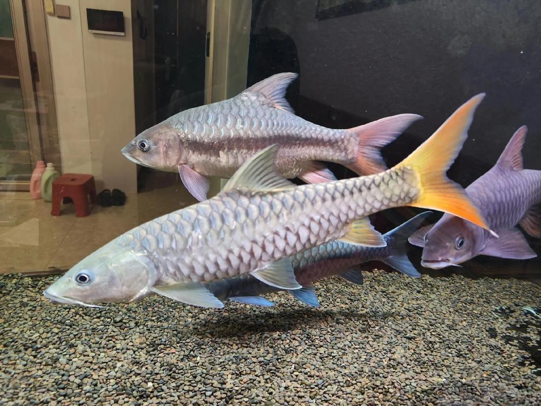 吉羅缸和龍魚的區別圖片