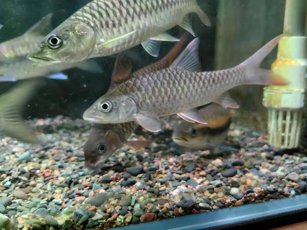 吉羅缸和龍魚的區別圖片