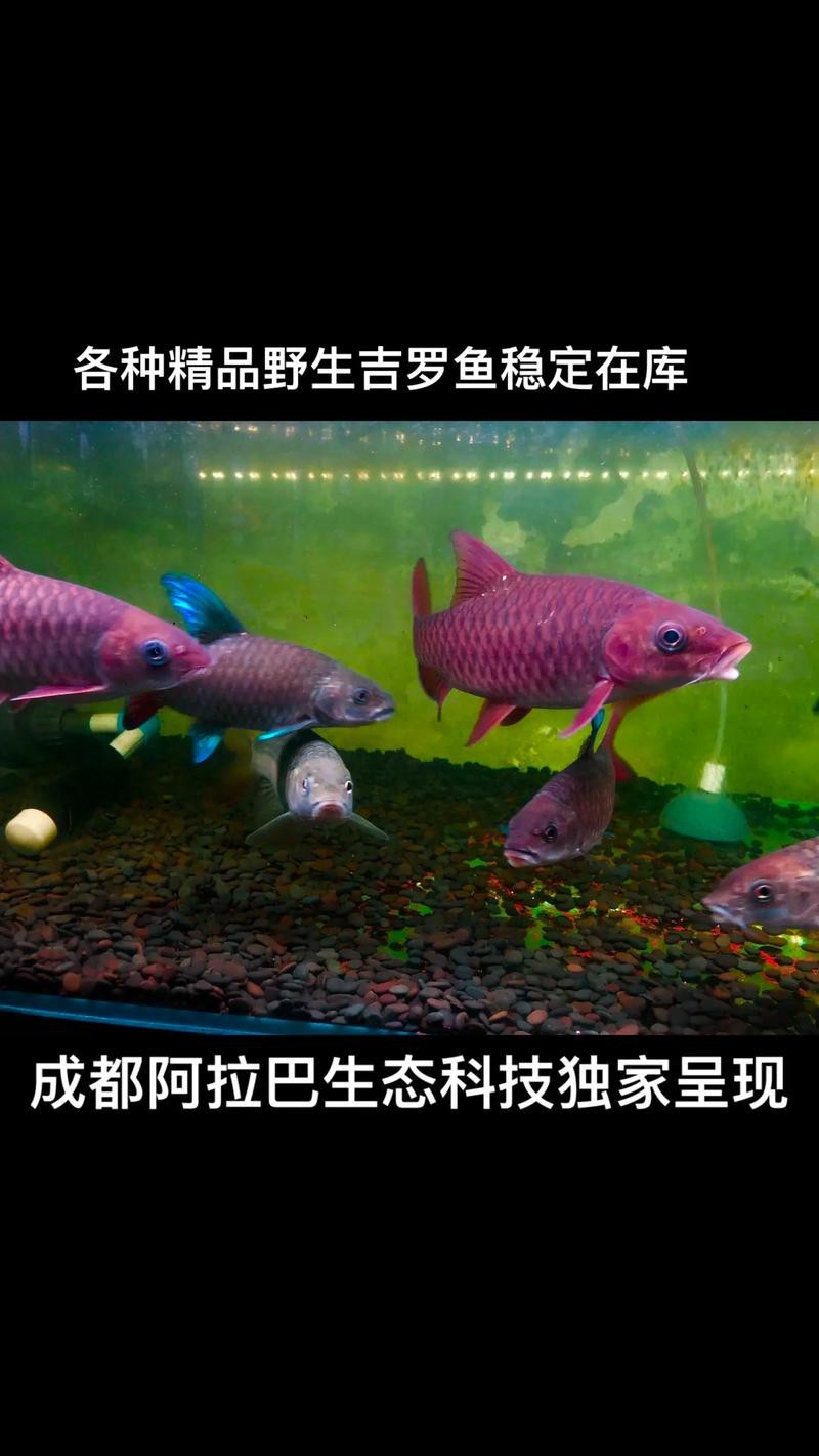 吉羅缸和龍魚的區別圖片
