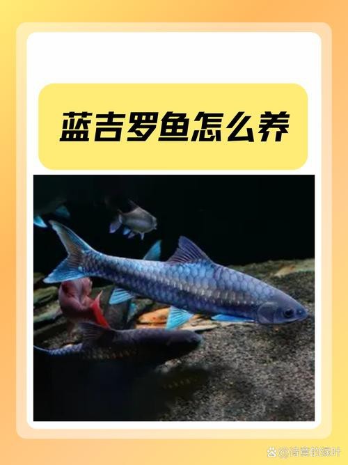 吉羅缸和龍魚的區別圖片