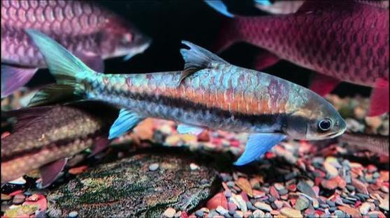 吉羅缸和龍魚的區別圖片
