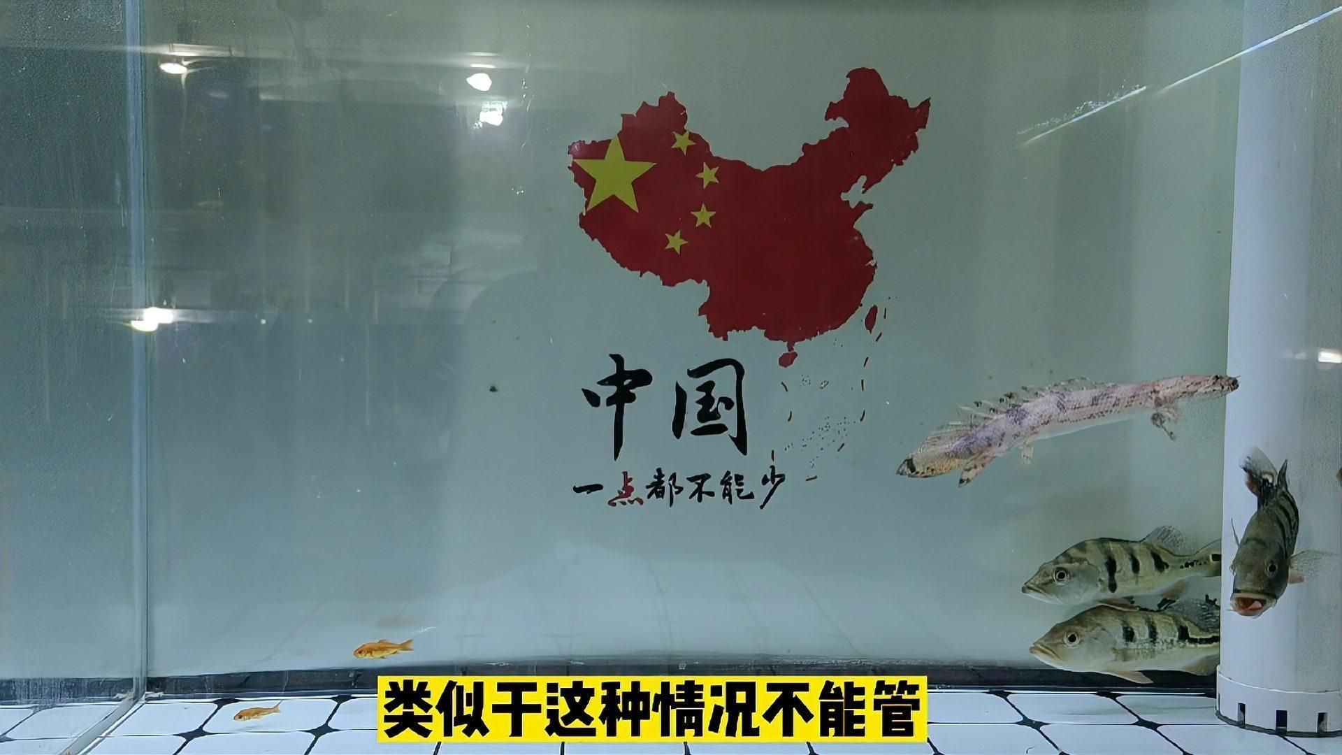 皇冠三間魚好養嗎 皇冠三間魚好養嗎 龍魚論壇 第4張