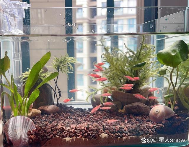 斑馬鴨嘴魚和龍魚混養嗎圖片對比