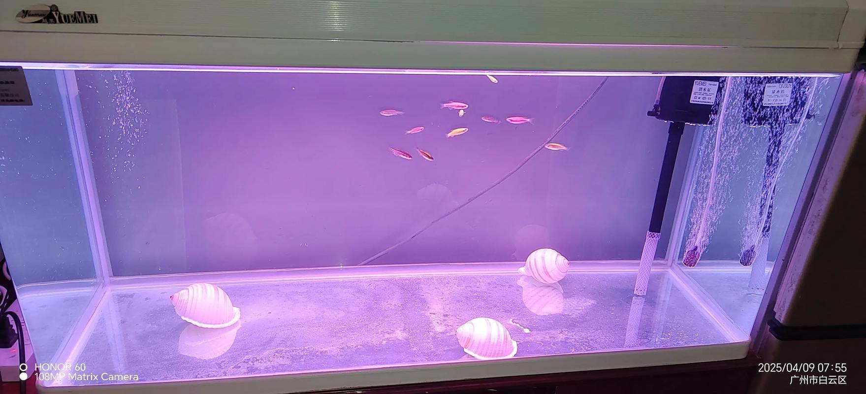 斑馬鴨嘴魚和龍魚混養嗎圖片對比