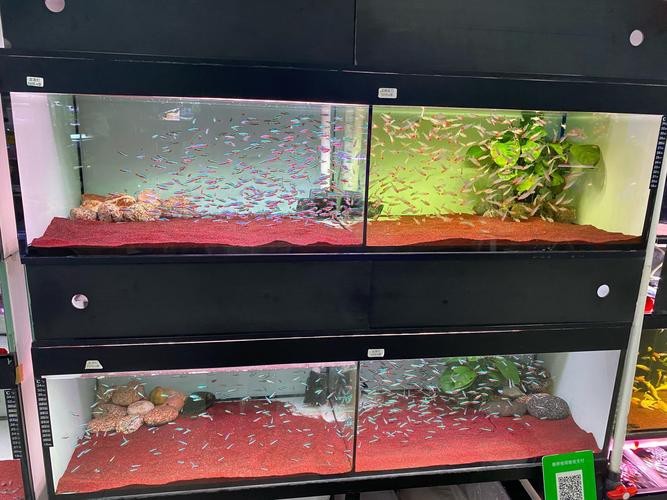 斑馬鴨嘴魚和龍魚混養嗎圖片對比