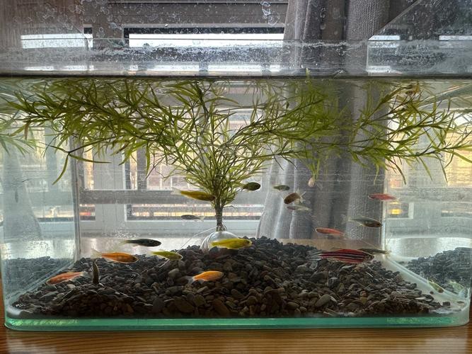 斑馬鴨嘴魚和龍魚混養嗎圖片對比