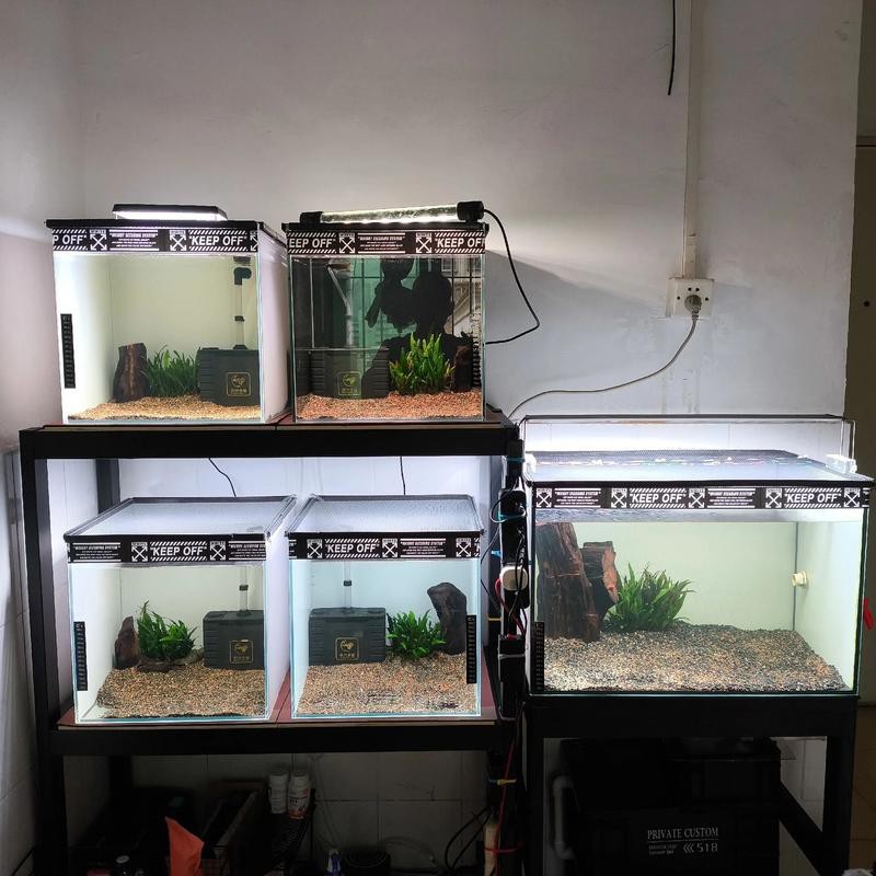 斑馬鴨嘴魚和龍魚混養嗎圖片對比