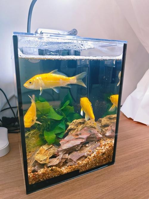 斑馬鴨嘴魚和龍魚混養嗎圖片對比