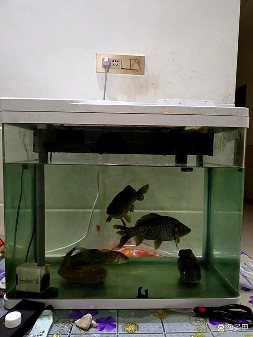 斑馬鴨嘴魚和龍魚混養嗎圖片對比