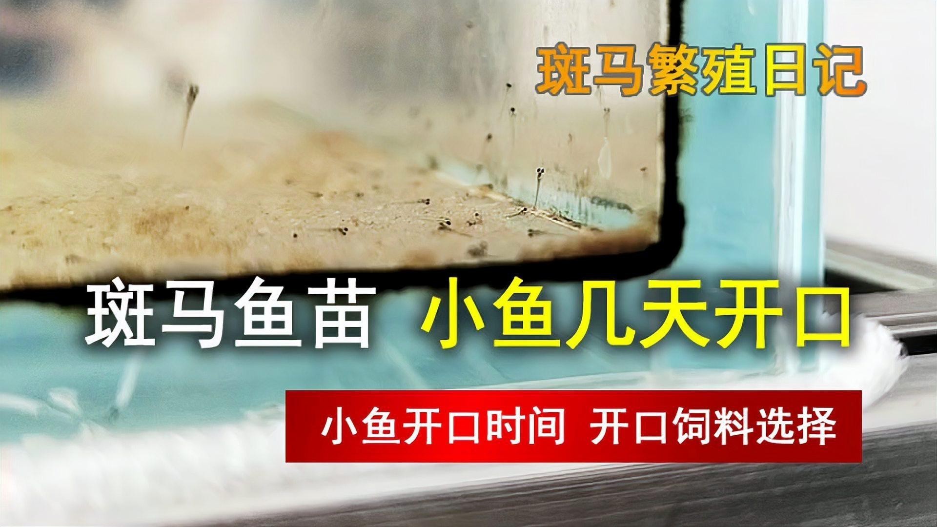 斑馬鴨嘴魚和龍魚混養嗎圖片對比
