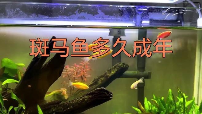 斑馬鴨嘴魚和龍魚混養嗎圖片對比