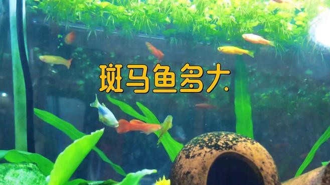 斑馬鴨嘴魚和龍魚混養嗎圖片對比