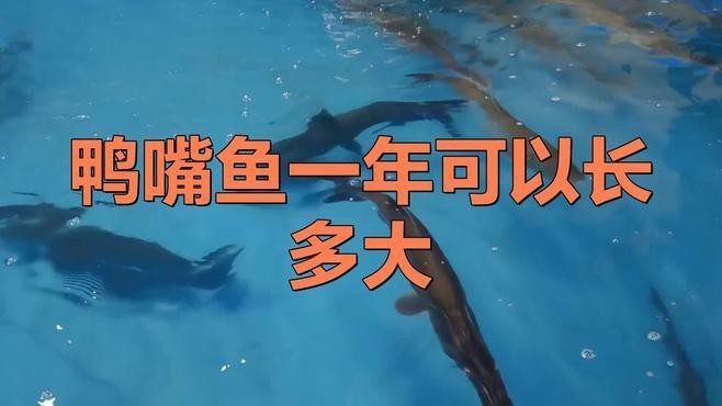 斑馬鴨嘴魚和龍魚混養嗎圖片對比