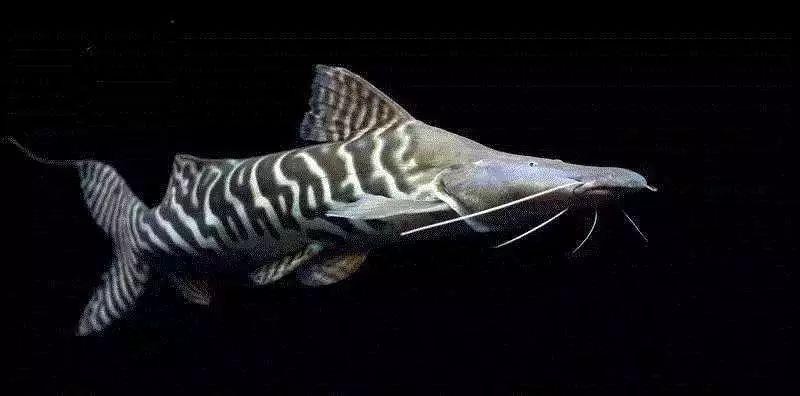 斑馬鴨嘴魚和龍魚混養嗎圖片對比