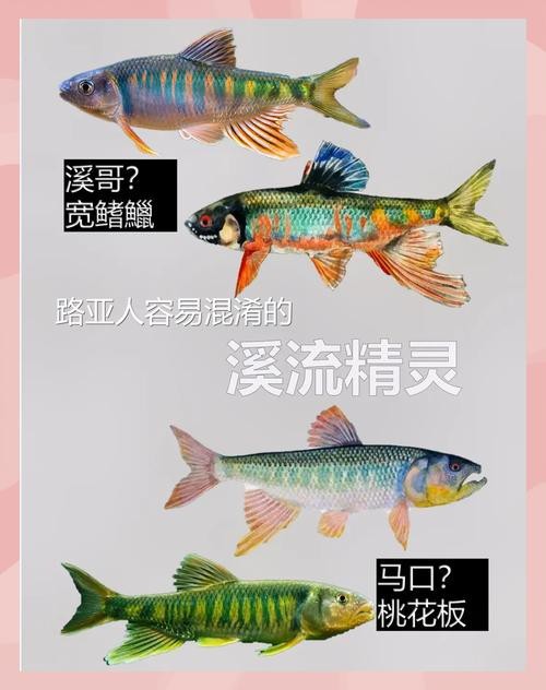 斑馬鴨嘴魚和龍魚混養嗎圖片對比