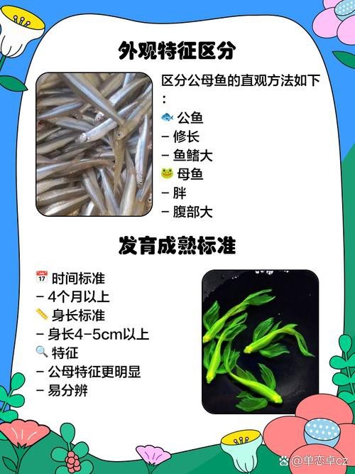 斑馬鴨嘴魚和龍魚混養嗎圖片對比
