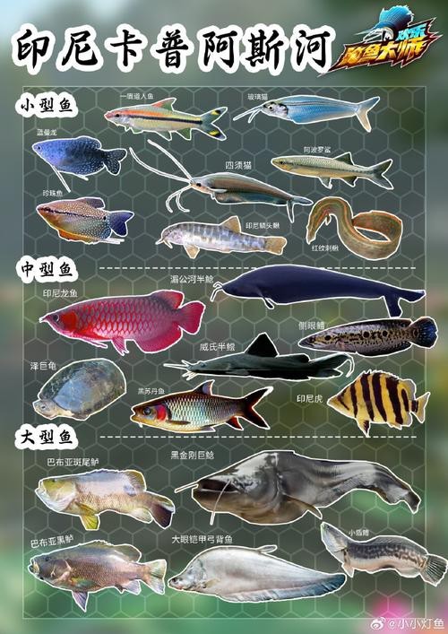 斑馬鴨嘴魚和龍魚混養嗎圖片對比