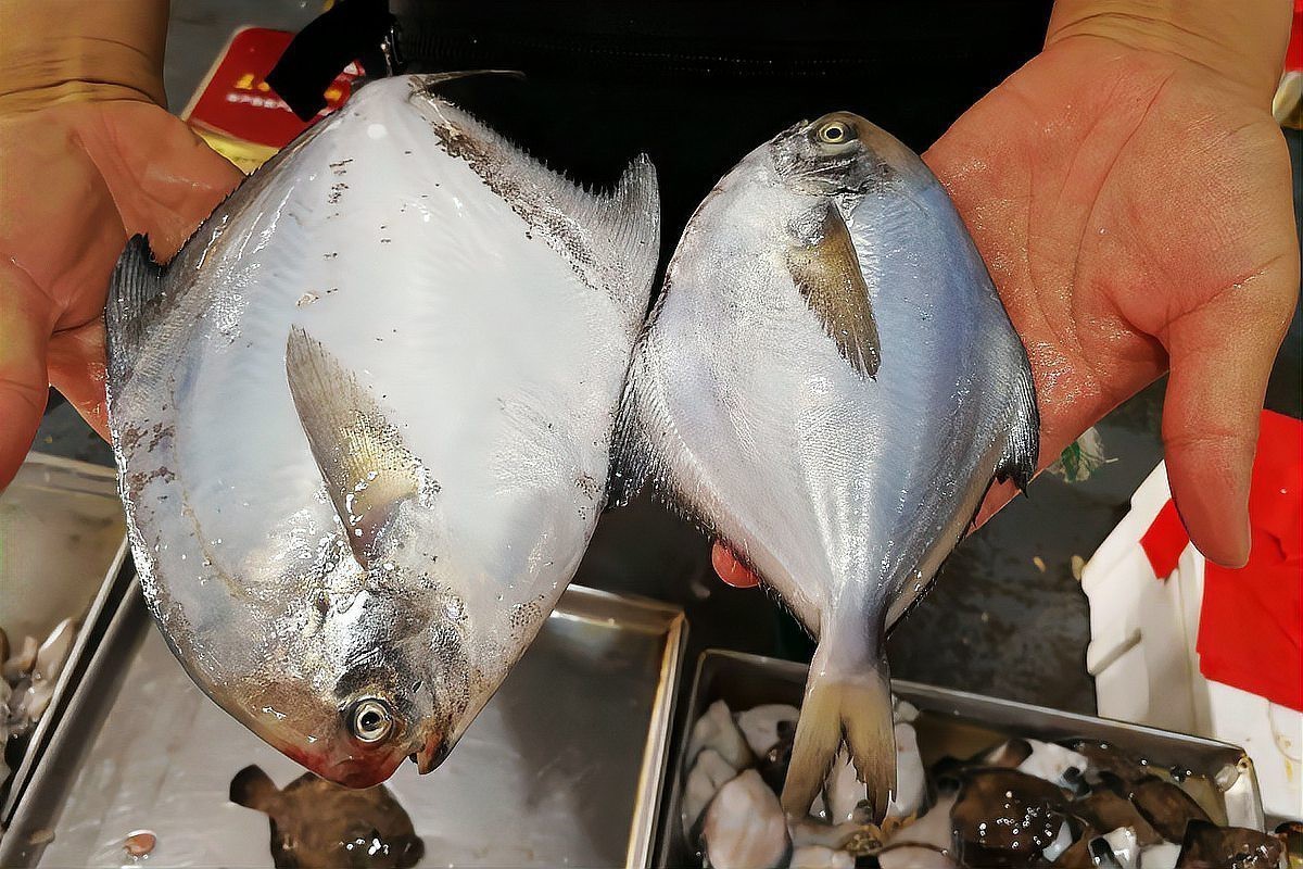 鯛魚(yú)為何盡量少吃