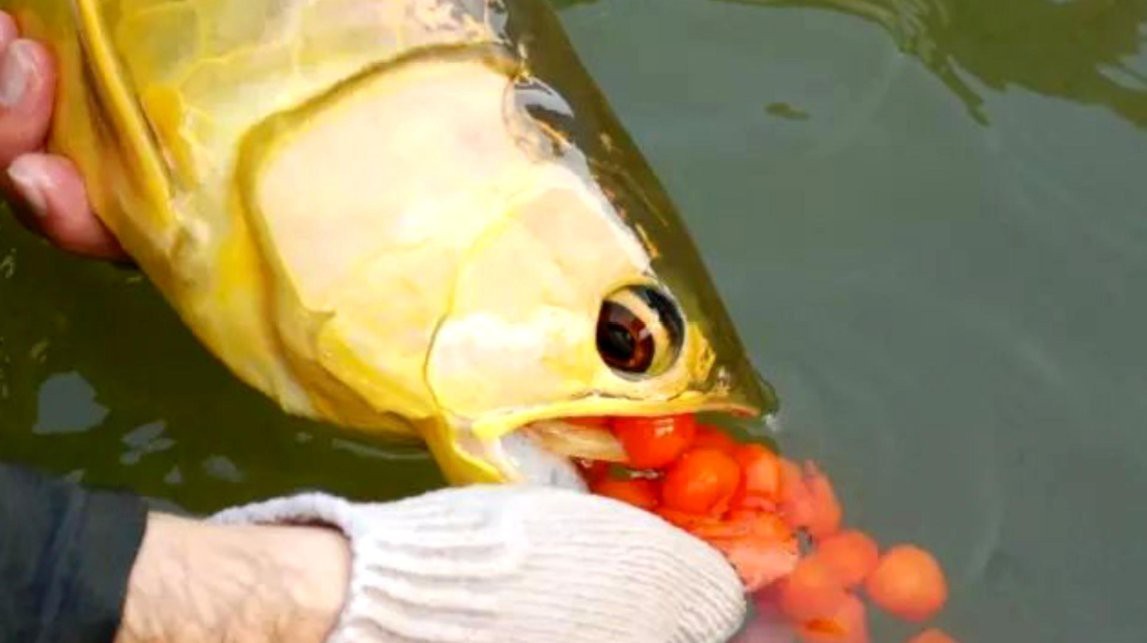 金龍魚如何繁殖后代 金龍魚如何繁殖后代 龍魚論壇 第6張