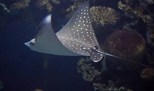 皇冠魟魚多少錢一條