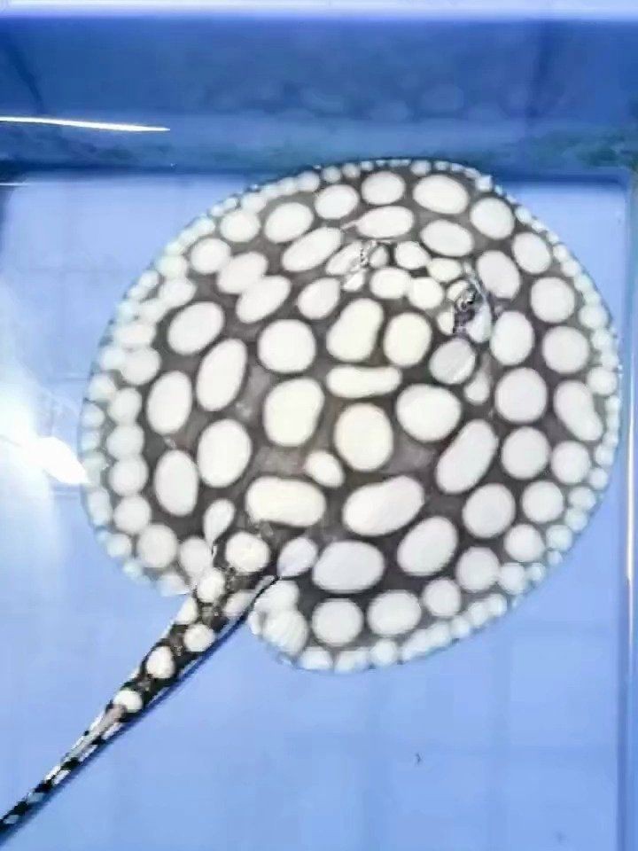 皇冠魟魚多少錢一條
